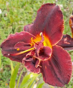 Hémérocalle noire (Hemerocallis) BIO