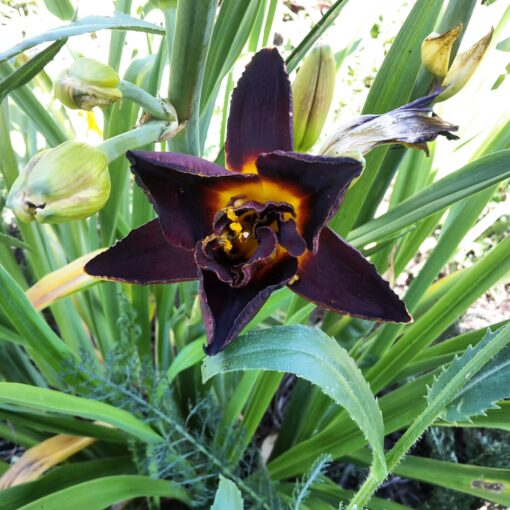 Hémérocalle noire (Hemerocallis) BIO