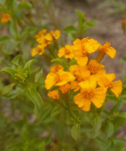Estragon du Mexique (Tagetes lucida) BIO