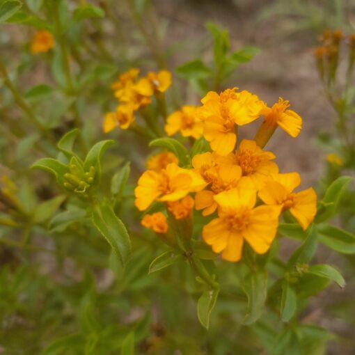 Estragon du Mexique (Tagetes lucida) BIO