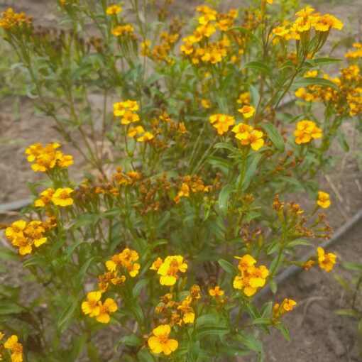 Estragon du Mexique (Tagetes lucida) BIO – Image 2
