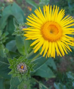 Inula helenium