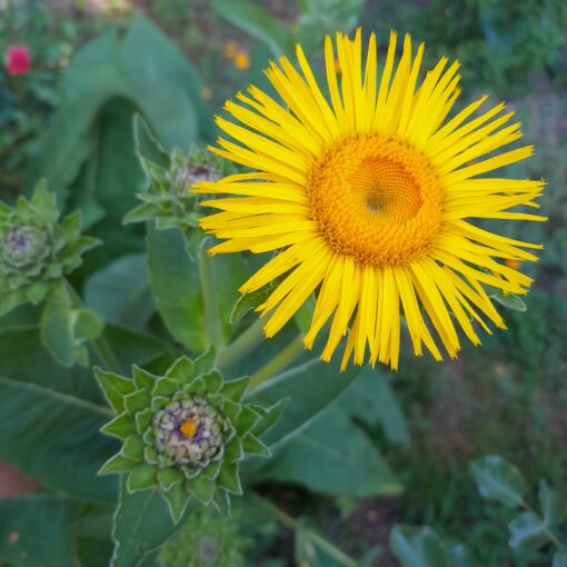 Inula helenium