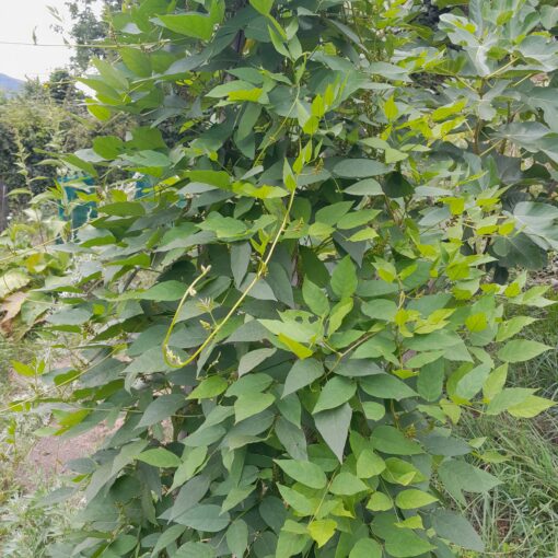 Glycine tubéreuse (Apios americana) – Image 3