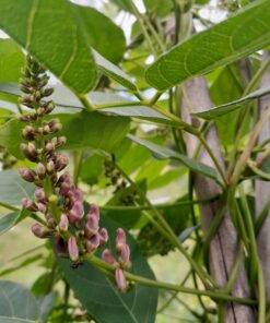 Glycine tubéreuse (Apios americana)