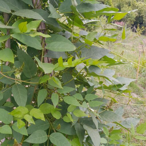 Glycine tubéreuse (Apios americana) – Image 2