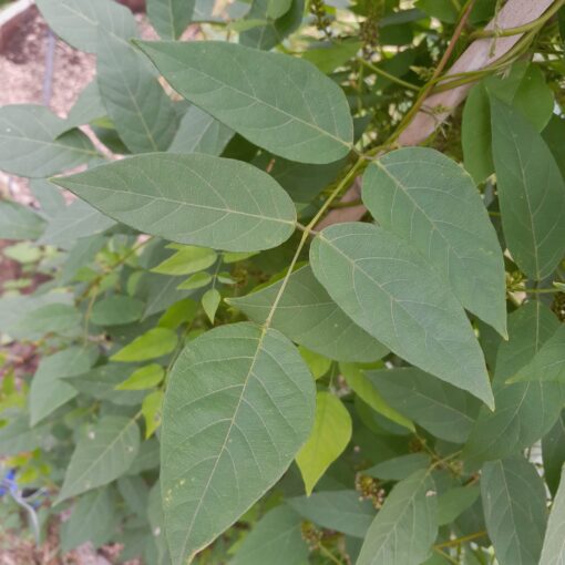 Glycine tubéreuse (Apios americana) – Image 4