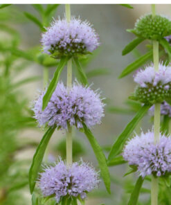 Menthe des cerfs (Mentha cervina)