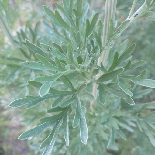 Absinthe (Artemisia absinthium) BIO