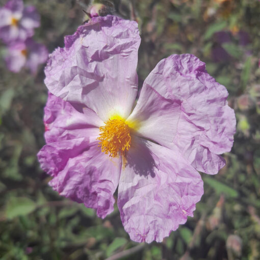 Ciste de Crète (Cistus incanus) BIO – Image 2