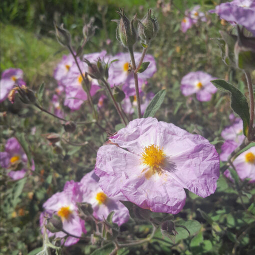 Ciste de Crète (Cistus incanus) BIO