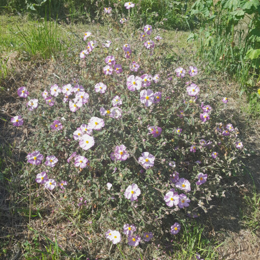 Ciste de Crète (Cistus incanus) BIO – Image 3
