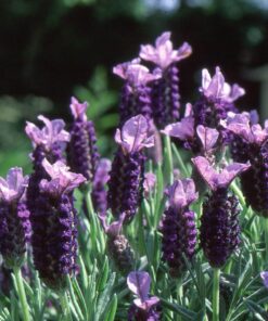 Lavande papillon (Lavandula stoechas) BIO