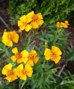 Estragon du Mexique (Tagetes lucida) BIO