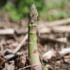 asperge verte