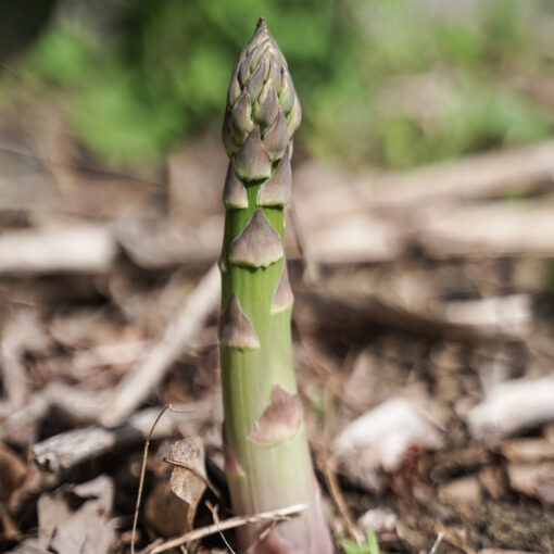asperge verte