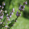 sauge officinale