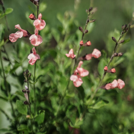 Sauge greggi saumon (Salvia greggii) BIO