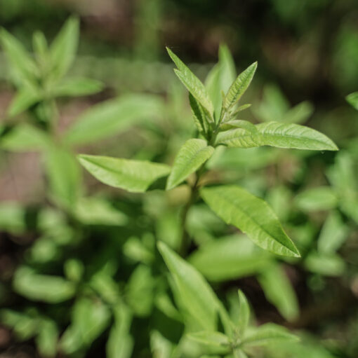 Verveine citronnée (Aloysia citrodora) BIO