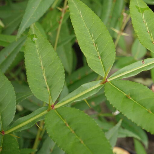 zanthoxulym armatum