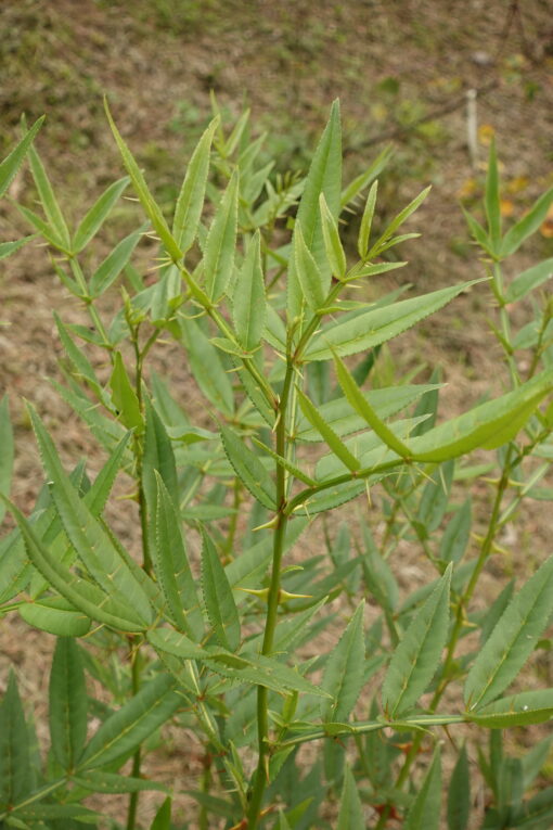zanthoxulym armatum