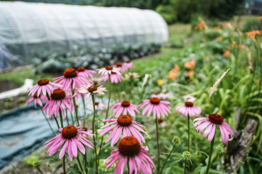 Échinacée pourpre (echinacea purpurea) BIO – Image 3