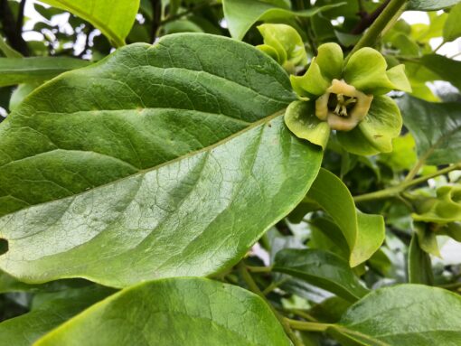 Plaqueminier Fuyu (Diospyros kaki) – Image 2