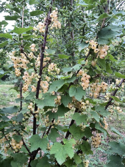 Groseillier "Versaillaise blanche" (Ribes rubrum) BIO – Image 2
