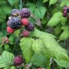 rubus leucodermis