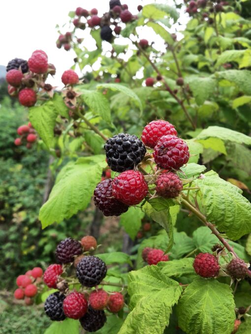 rubus leucodermis