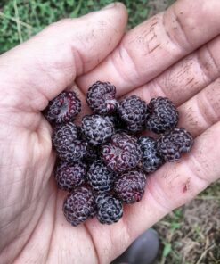 rubus leucodermis