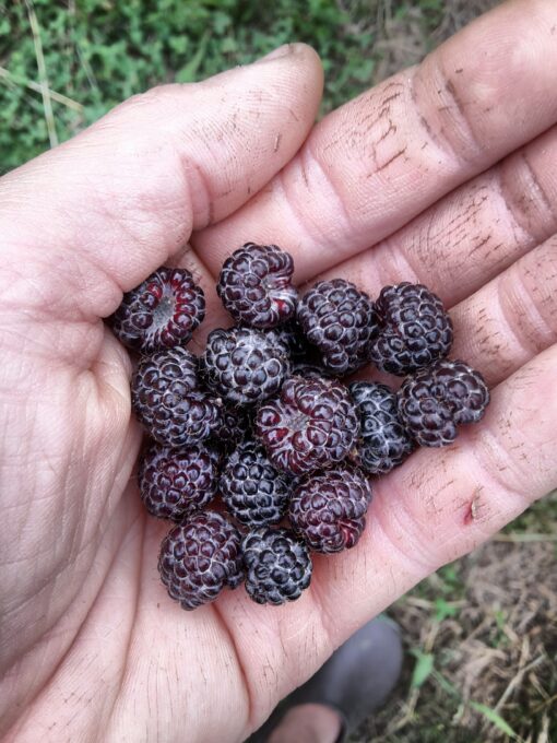rubus leucodermis