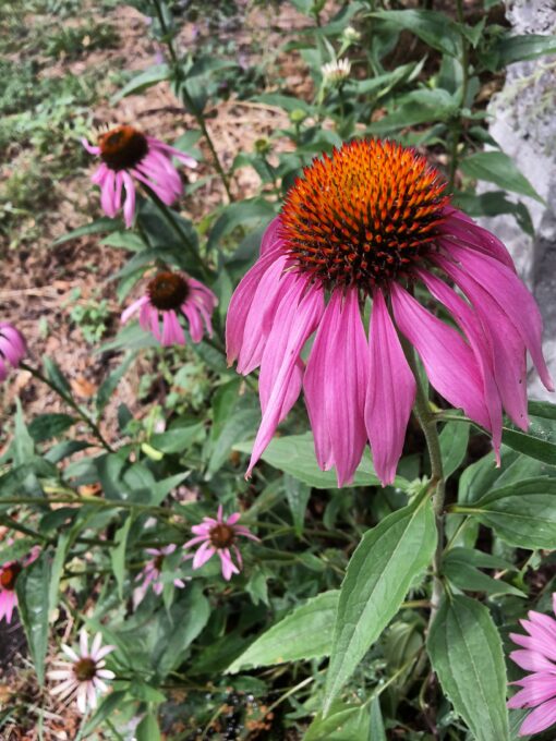 Échinacée pourpre (echinacea purpurea) BIO – Image 2