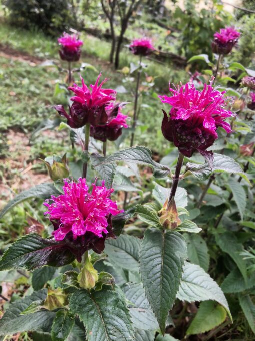 Monarde à fleurs roses (Monarda didyma) BIO – Image 2