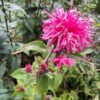 monarda didyma a fleurs roses