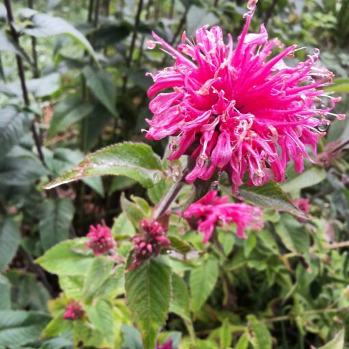 monarda didyma a fleurs roses