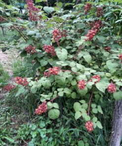 Rubus phoenicolasius