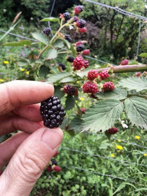 Mûrier sans épines Navaho (Rubus fruticosus) BIO – Image 2