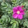 rosa rugosa