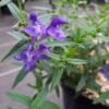 scutellaria baicalensis