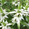 monarda punctata
