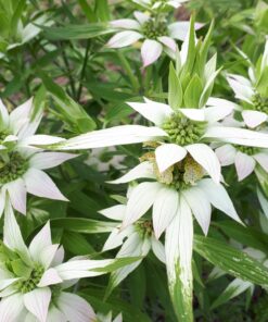 monarda punctata