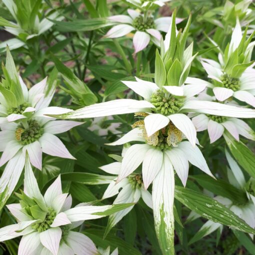 monarda punctata