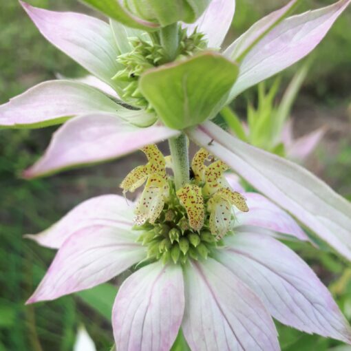 Monarde ponctuée (Monarda punctata) – Image 2