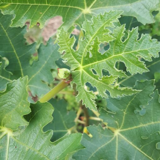Figuier "Ice Crystal" (Ficus carica) BIO