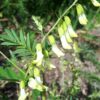 astragalus propinquus