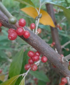 Chalef d'automne sp. (Elaeagnus umbellata)