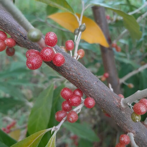 Chalef d'automne Sweet'n'Sour (Elaeagnus umbellata)