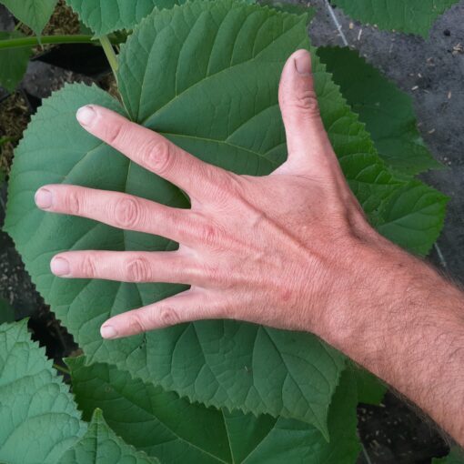 Arbre impérial (Paulownia tomentosa) – Image 2