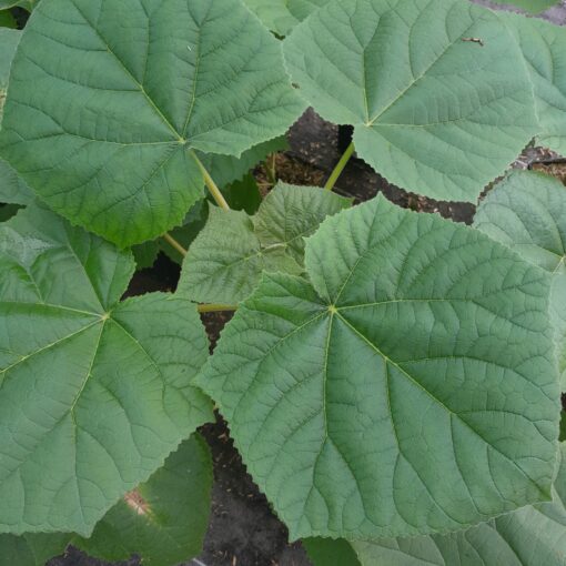 Arbre impérial (Paulownia tomentosa)